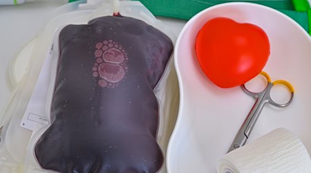 Sommerloch: Während der Urlaubssaison sinkt alljährlich die Zahl der Blutspenden. (Symbolfoto) / Foto: Patrick Pleul/dpa