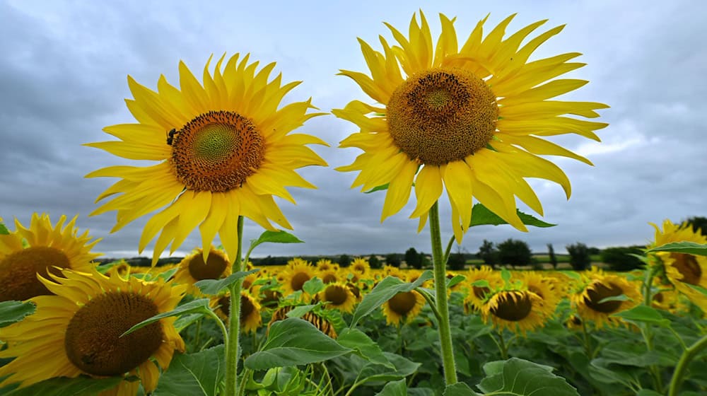 Thüringer Bauern setzen vermehrt auf Sonnenblumen. (Archivbild) / Foto: Martin Schutt/dpa