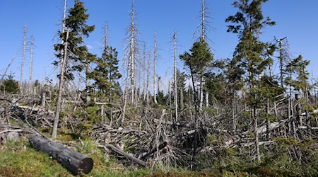 Waldsterben und andere Folgen der Klimakrise: Umweltverbände apellieren an Parteien / Foto: Matthias Bein/dpa