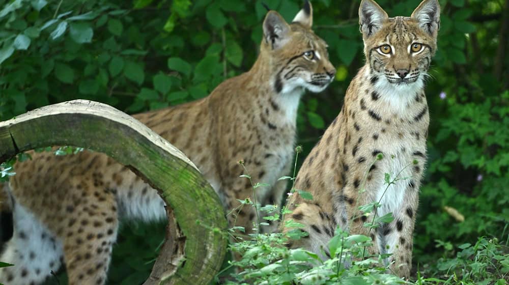 Im Thüringer Wald sind für ein Artenschutzprojekt erneut Luchse ausgewildert worden. (Archivbild) / Foto: Martin Schutt/dpa