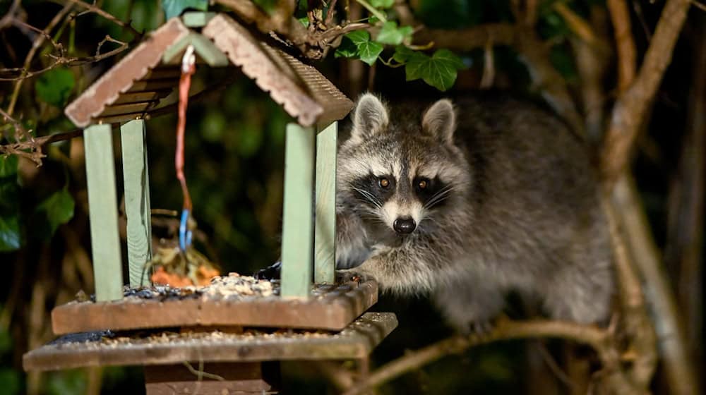 Wählerisch ist der Waschbär bei seiner Nahrung nicht. Als Allesfresser greift er auch schon mal zu Vogelfutter. / Foto: Britta Pedersen/dpa