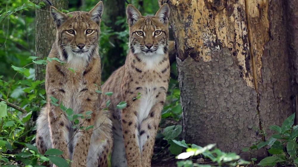 Ein Artenschutzprojekt soll der Luchs-Population in Europa auf die Sprünge helfen. Dafür werden auch im Thüringer Wald Tiere ausgewildert. (Archivbild) / Foto: Martin Schutt/dpa