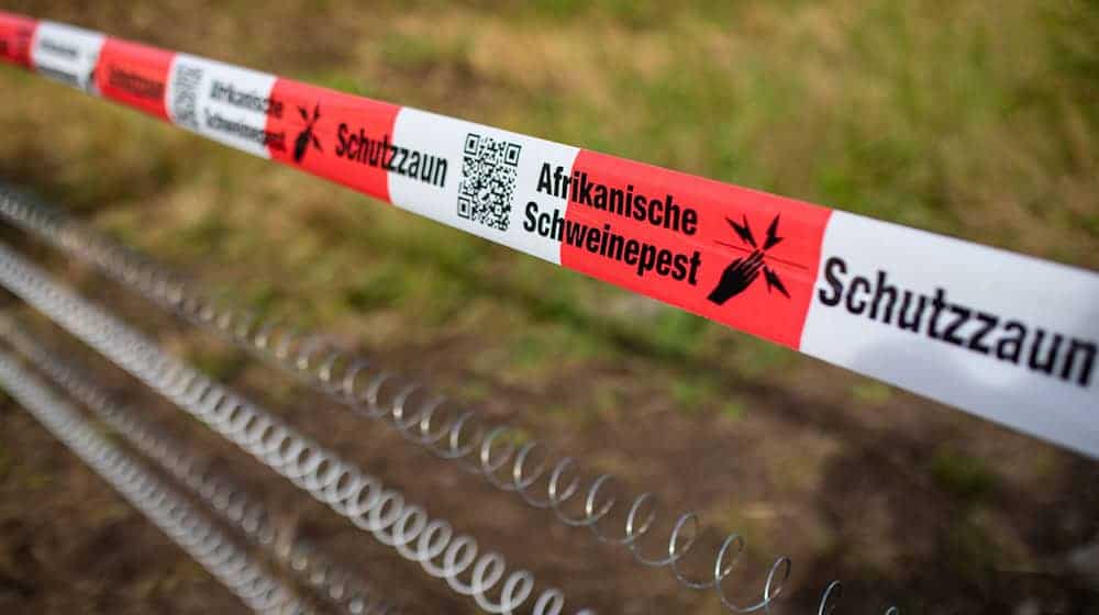 Schutzzäune sollen gegen die Afrikanische Schweinepest helfen (Archivfoto). / Foto: Christoph Schmidt/dpa