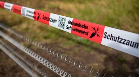 Schutzzäune sollen gegen die Afrikanische Schweinepest helfen (Archivfoto). / Foto: Christoph Schmidt/dpa