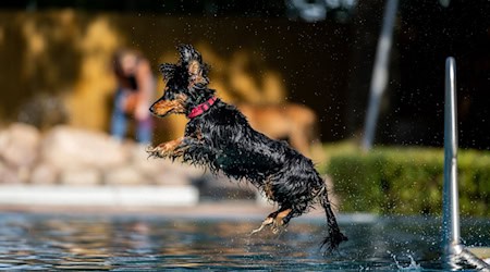 Etwa 95 Hunde sprangen im Freibad Waltershausen ins kühle Nass. / Foto: Jacob Schröter/dpa