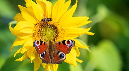 Naturschützer sorgen sich um Gelder für Projekte in Thüringen. (Symbolbild) / Foto: Sina Schuldt/dpa