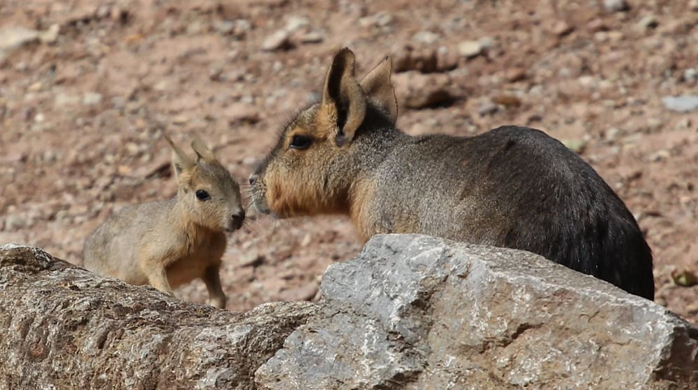 Die sogenannten Großen Maras oder auch Pampashasen im Zoo in Erfurt haben Nachwuchs bekommen. Das vor eineinhalb Wochen geborene Jungtier erkundet nun das Gehege. / Foto: Thüringer Zoopark Erfurt /dpa