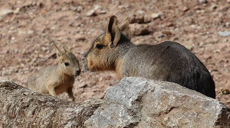 Die sogenannten Großen Maras oder auch Pampashasen im Zoo in Erfurt haben Nachwuchs bekommen. Das vor eineinhalb Wochen geborene Jungtier erkundet nun das Gehege. / Foto: Thüringer Zoopark Erfurt /dpa