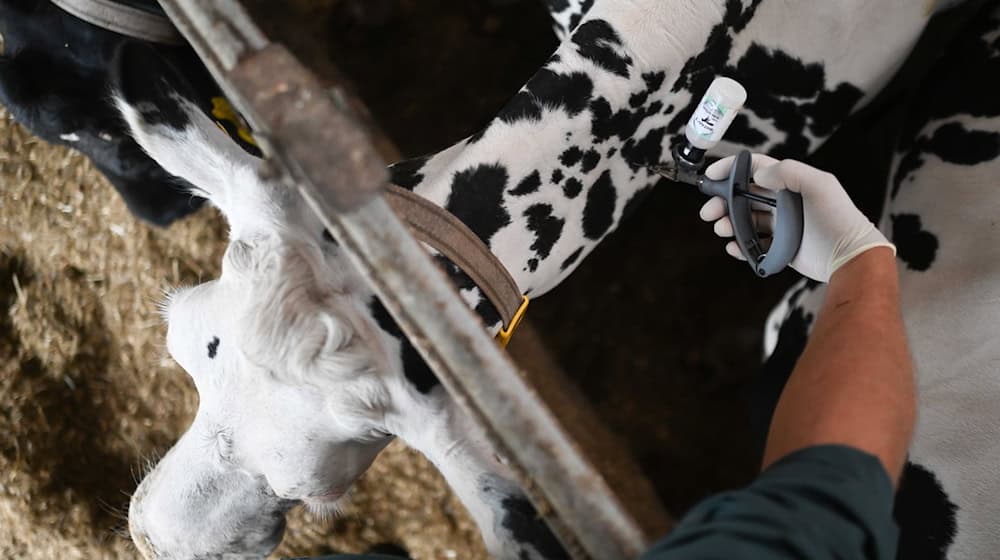 Es war nur eine Frage der Zeit: Inzwischen ist die etwa für Rinder und Schafe gefährliche Blauzungenkrankheit auch in Thüringen nachgewiesen. Eine Impfung kann helfen. (Archivbild) / Foto: Lars Penning/dpa