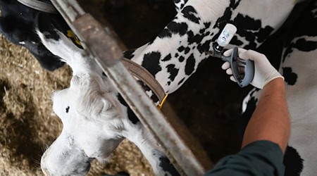 Es war nur eine Frage der Zeit: Inzwischen ist die etwa für Rinder und Schafe gefährliche Blauzungenkrankheit auch in Thüringen nachgewiesen. Eine Impfung kann helfen. (Archivbild) / Foto: Lars Penning/dpa