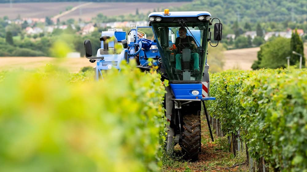 In Thüringen hat die Weinlese begonnen.  / Foto: Jacob Schröter/dpa