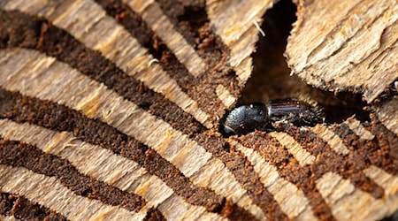 Die Menge an Schadholz durch den Borkenkäfer ist in Thüringen im Sommer zurückgegangen. (Symbolbild) / Foto: Michael Reichel/dpa