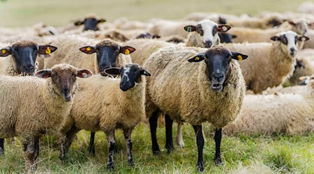 28 Thüringer Schäfereibetriebe tragen inzwischen das Label Weidewonne», das dafür birgt, dass die Herden überwiegend auf Naturschutzflächen weiden. (Archivbild) / Foto: Andreas Arnold/dpa