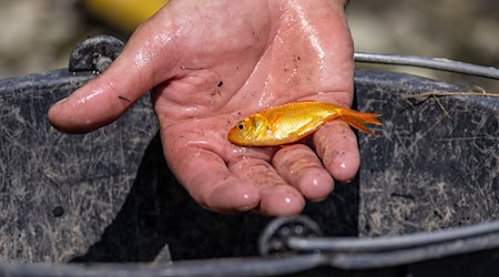 Unbekannte haben mehrere Goldfische in zwei Brunnen in Weimar ausgesetzt. (Symbolbild) / Foto: Christoph Reichwein/dpa