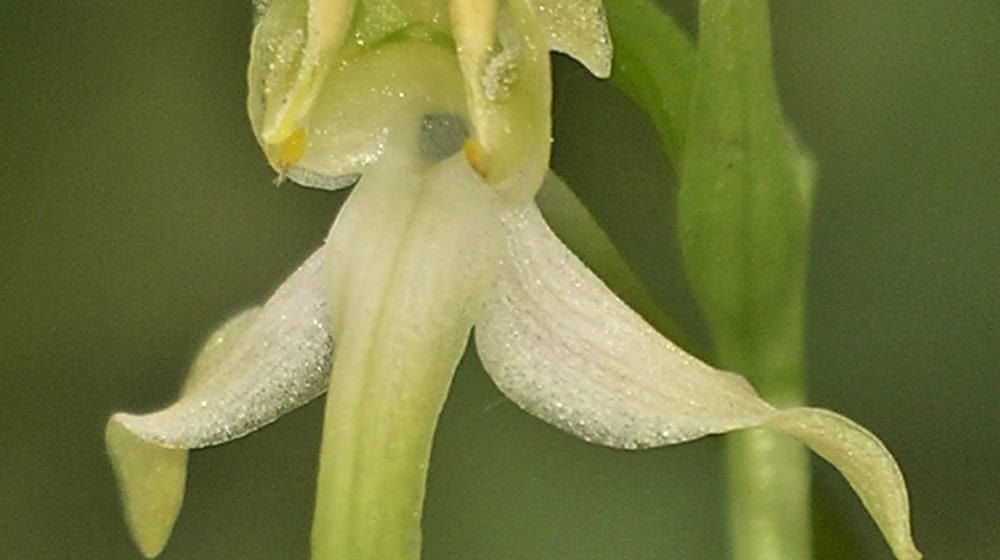 Die Orchidee des Jahres 2025 hat einen besonderen Duft. / Foto: Adolf Riechelmann/AHO Bayern/dpa