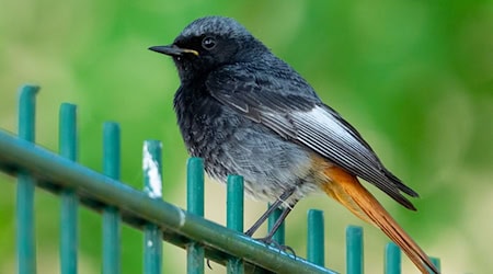 Der Hausrotschwanz ist zum Vogel des Jahres 2025 gekürt worden. Den Piepmatz zieht es auch in Thüringen zum Brüten zunehmende in Siedlungsgebiete. / Foto: Georg Moritz/dpa