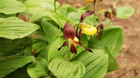 Auch einige wilde Orchideen gehören zur Thüringer Pflanzenwelt - um die könnte es besser bestellt sein. (Archivbild)  / Foto: Bodo Schackow/dpa