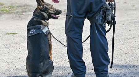 Die Suche nach der 36-jährigen Vermissten bleibt auch mit Hundestaffel bislang erfolglos. (Symbolbild) / Foto: Patrick Pleul/dpa