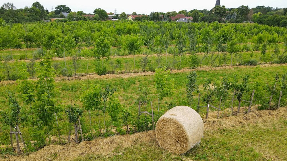 Bei der Agroforstwirtschaft werden Elemente aus Ackerbau und Forstwirtschaft kombiniert. (Archivbild) / Foto: Patrick Pleul/dpa