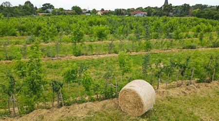 Bei der Agroforstwirtschaft werden Elemente aus Ackerbau und Forstwirtschaft kombiniert. (Archivbild) / Foto: Patrick Pleul/dpa