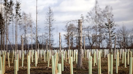 Der Waldumbau in Thüringen macht Fortschritte. (Archivbild) / Foto: Michael Reichel/dpa