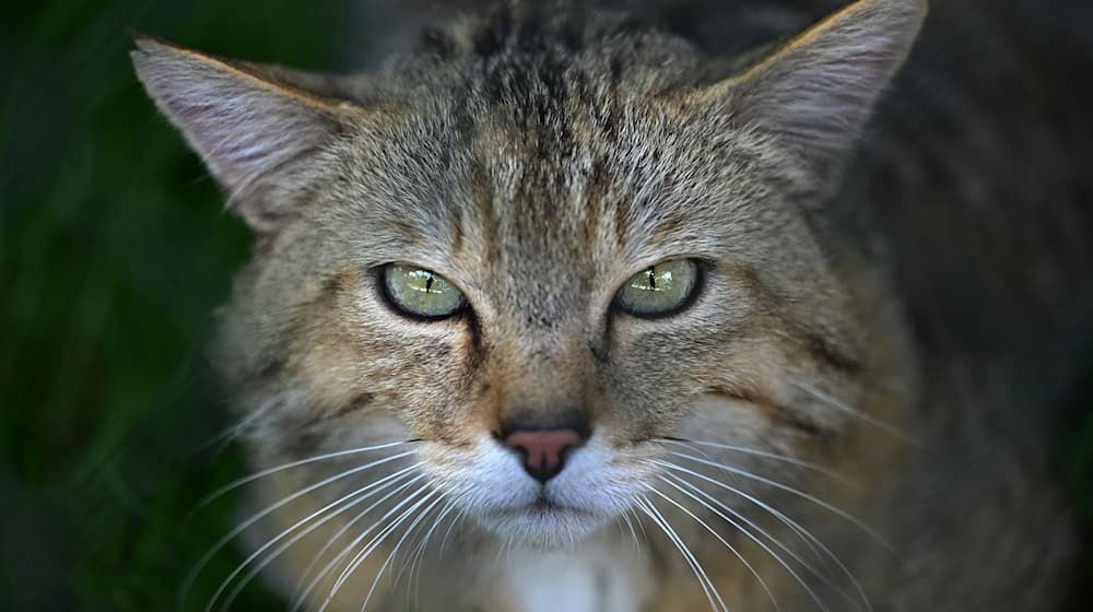 Um Lebensräume vor allem auch für Wildkatzen zu verbessern, pflanzt der Umweltschutzverband BUND auch in Thüringen Bäume und Sträucher. (Archivfoto) / Foto: Martin Schutt/dpa