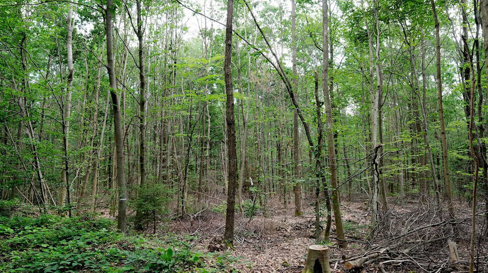 Statistik: Mehr als ein Drittel Thüringens ist mit Wald bedeckt. (Symbolbild) / Foto: Sebastian Willnow/dpa