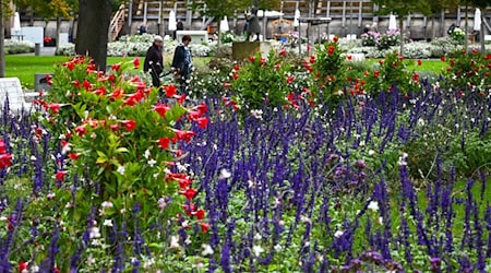 3,13 Millionen Euro aus Städtebauförderung für Landesgartenschau in Leinefelde-Worbis (Archivbild) / Foto: Heiko Rebsch/dpa