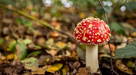 In der Pilzsammelsaison ist der Rat des Giftinformationszentrums Erfurt häufig gefragt. (Symbolfoto) / Foto: Christoph Reichwein/dpa