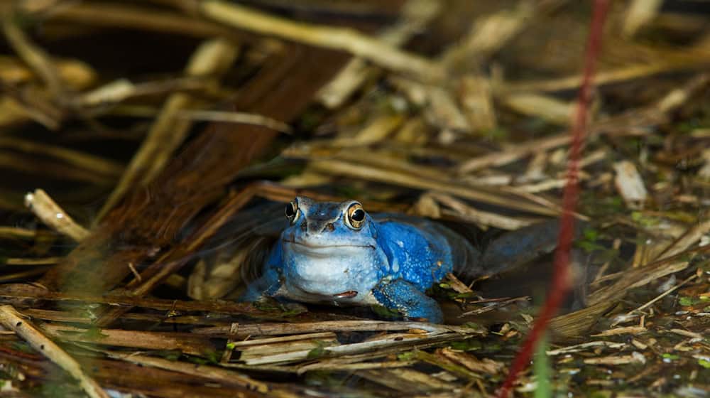 Der Moorfrosch ist Lurch des Jahres 2025. In Thüringen geht sein Bestand zurück. (Archivbild) / Foto: Jens Büttner/dpa-Zentralbild/dpa