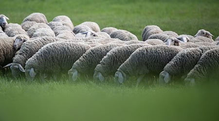 Nicht nur Thüringens Schäfer haben Schwierigkeiten, die Wolle ihrer Tiere zu vermarkten. / Foto: Hannes P. Albert/dpa