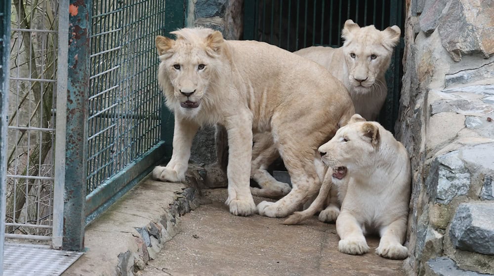 Löwe Mufassa ist gestorben. (Archivbild) / Foto: Bodo Schackow/dpa-Zentralbild/dpa