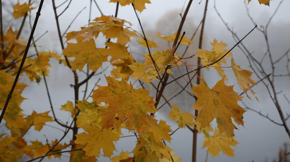 Wechselhaftes Herbstwetter erwartet die Menschen in Thüringen an diesem Wochenende. (Symbolbild) / Foto: Bodo Schackow/dpa-zentralbild/dpa