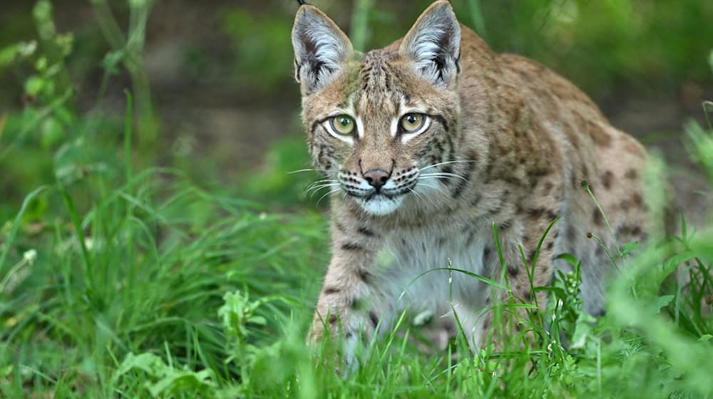 Die ausgewilderten Luchse im Thüringer Wald fühlen sich offenbar wohl. (Archivbild) / Foto: Martin Schutt/dpa