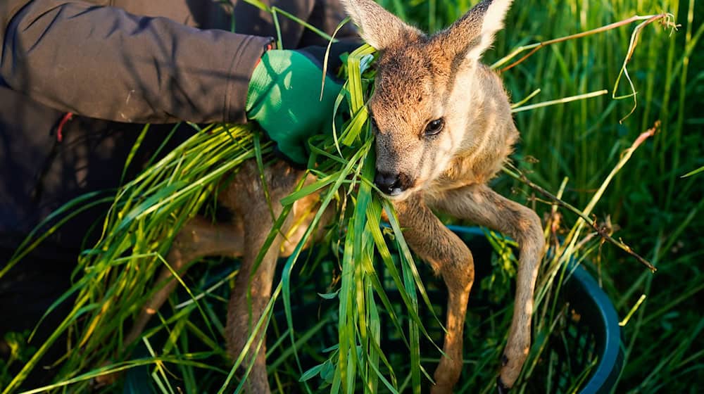 Vor der Ernte können Felder mit Drohnen abgeflogen werden, um sicherzugehen, dass dort keine Rehkitze versteckt sind.(Archivbild) / Foto: Uwe Anspach/dpa