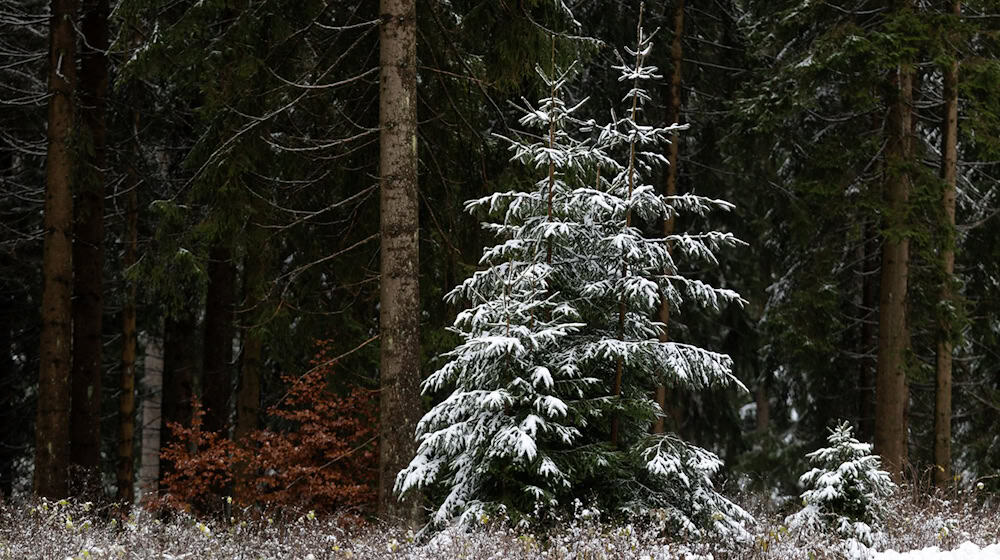 Schnee an Weihnachten gibt es dieses Jahr in Thüringen wohl nur im Bergland. (Symbolbild) / Foto: Michael Reichel/dpa