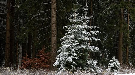 Schnee an Weihnachten gibt es dieses Jahr in Thüringen wohl nur im Bergland. (Symbolbild) / Foto: Michael Reichel/dpa