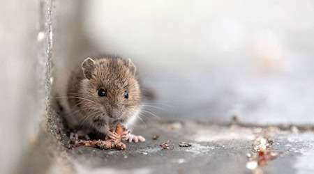 In Thüringen hat eine Maus in einem Auto beträchtlichen Schaden verursacht. (Symbolbild) / Foto: Sina Schuldt/dpa