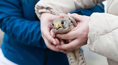 Turmfalken zählen zu den Vögeln, die 2024 besonders häufig in der Vogelschutzwarte Seebach (Thüringen) aufgenommen wurden. (Archivbild) / Foto: Pia Bayer/dpa