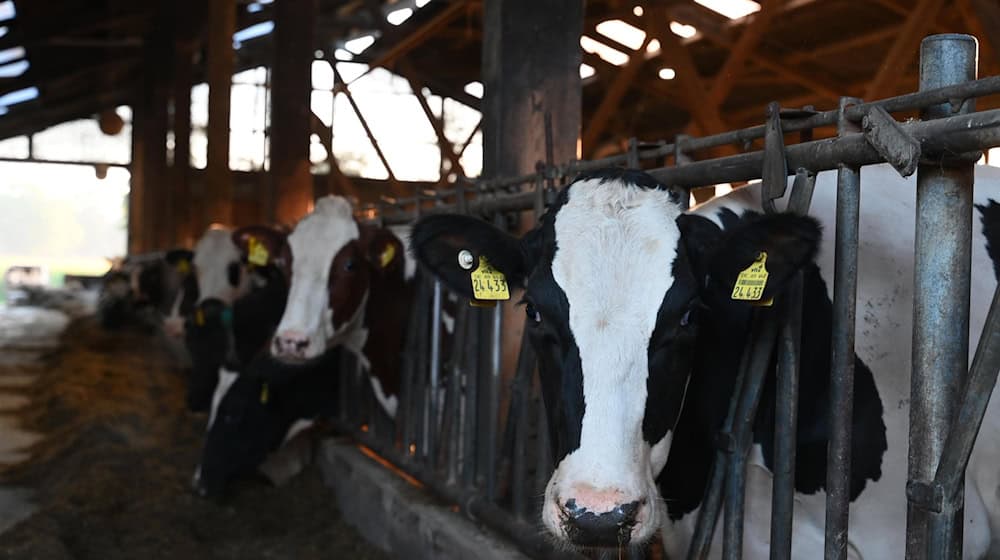 Junglandwirte können für die Neugründung oder Übernahme von Agrarbetrieben in Thüringen bis Ende Januar Anträge auf Förderung stellen. (Archivbild) / Foto: Alicia Windzio/dpa