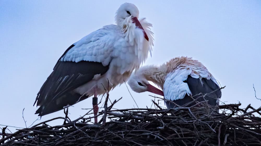 Mehr Brutpaare als im vergangenen Jahr zählten die Naturschützer vom Nabu Thüringen im Freistaat. (Archivbild) / Foto: Michael Reichel/dpa