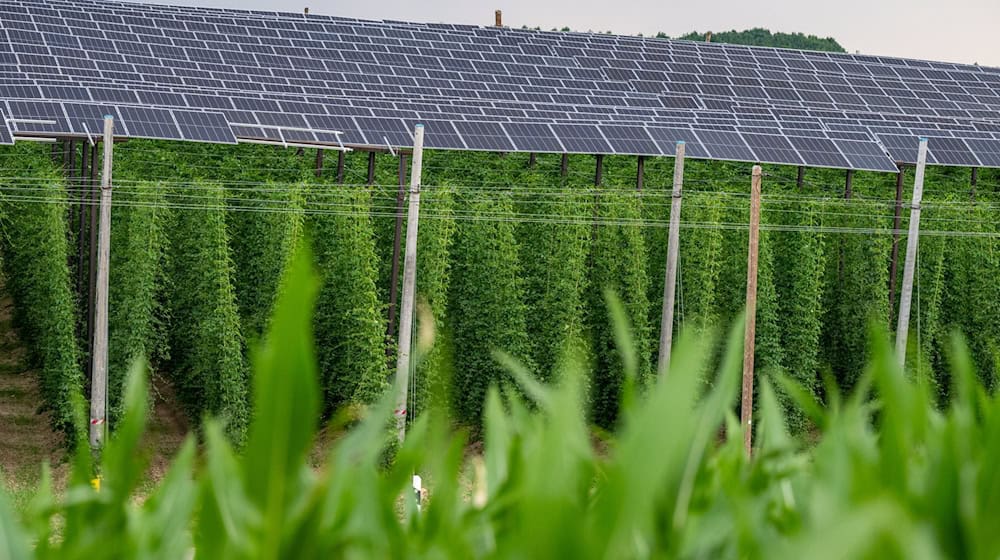 Photovoltaik und Hopfenanbau in Bayern: Agri-PV-Anlagen sollen Energieerzeugung und Landwirtschaft miteinander verbinden. (Archivbild) / Foto: Armin Weigel/dpa