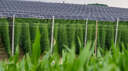 Photovoltaik und Hopfenanbau in Bayern: Agri-PV-Anlagen sollen Energieerzeugung und Landwirtschaft miteinander verbinden. (Archivbild) / Foto: Armin Weigel/dpa