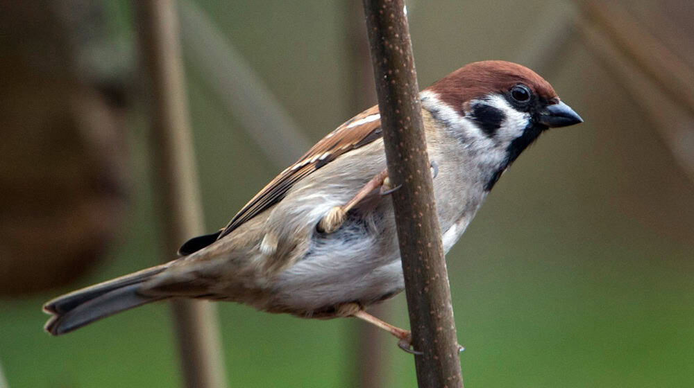 Der Feldsperling steht dieses Jahr im besonderen Fokus der Winter-Vogelzählaktion des Naturschutzvereins Nabu.  / Foto: Stefan Sauer/dpa-Zentralbild/dpa