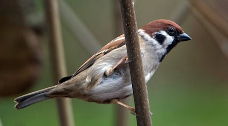 Der Feldsperling steht dieses Jahr im besonderen Fokus der Winter-Vogelzählaktion des Naturschutzvereins Nabu.  / Foto: Stefan Sauer/dpa-Zentralbild/dpa