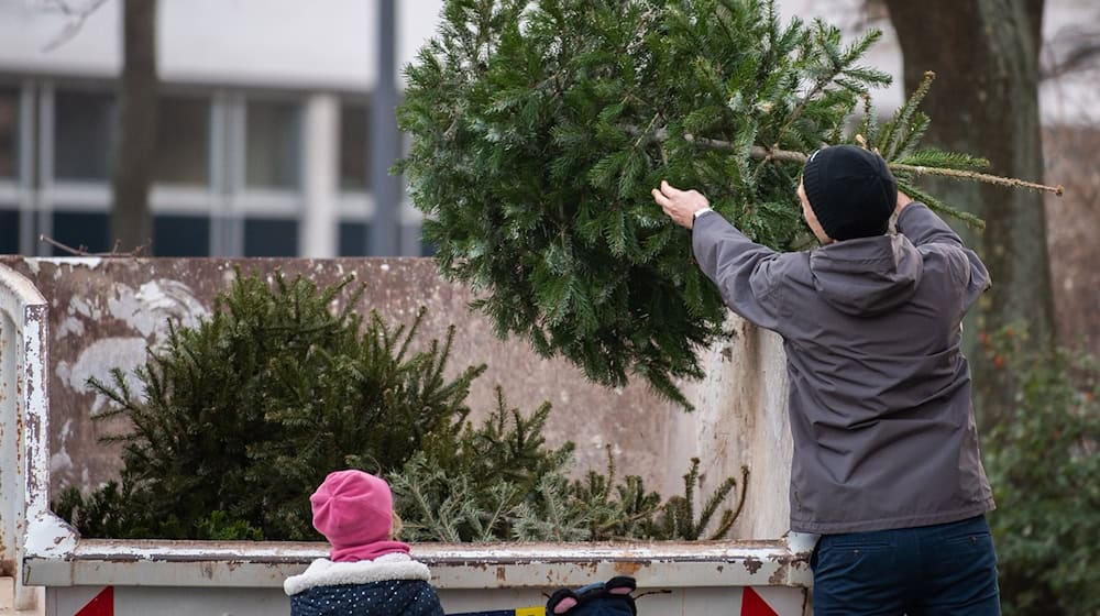 Die Thüringer Landesforstanstalt macht deutlich: In den Wald gehören ausgediente Christbäume nicht. (Symbolbild) / Foto: Robert Michael/dpa/dpa-tmn