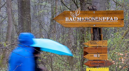 Für die nächsten Wochen wird der Baumkronenpfad geschlossen sein. (Archivbild) / Foto: Michael Reichel/dpa