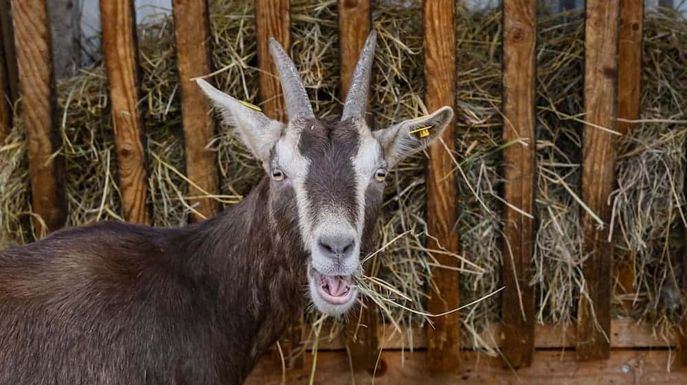 Nach dem Ausbruch der Maul- und Klauenseuche (MKS) bei Wasserbüffeln in Brandenburg schließt der Suhler Tierpark als Vorsichtsmaßnahme sein Streichelgehege. (Symbolbild) / Foto: Patrick Pleul/dpa