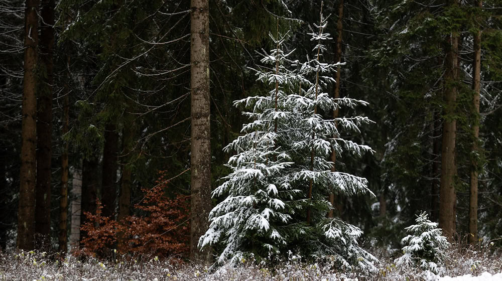 Wintersport ist im Thüringer Wald wieder möglich.  / Foto: Michael Reichel/dpa