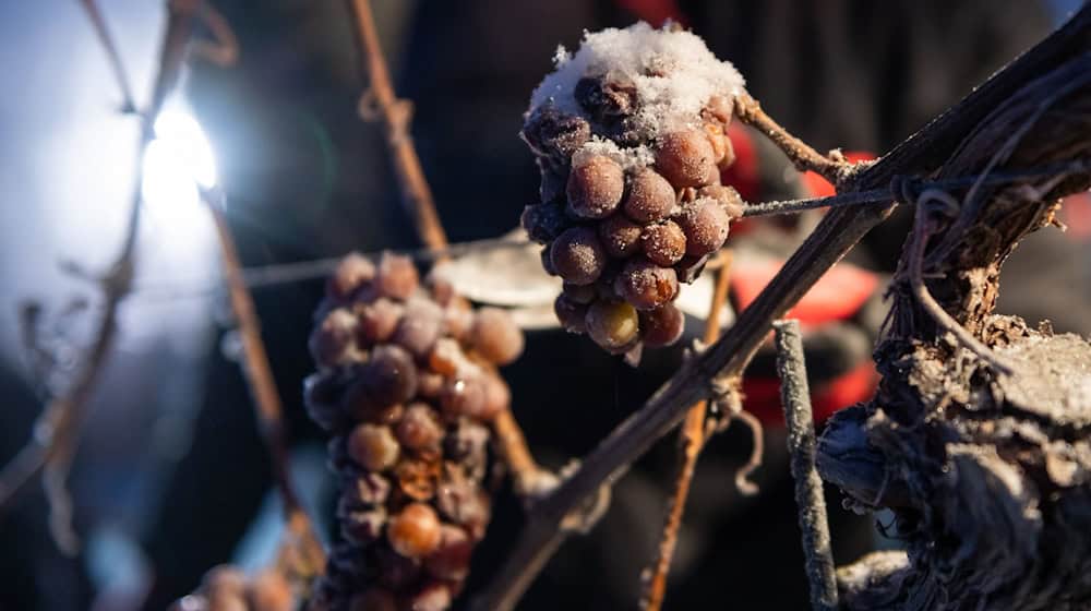 Nach den hohen Ernteausfällen wird es in dieser Saison keinen Eiswein geben (Archivbild). / Foto: Christian Modla/dpa-Zentralbild/dpa